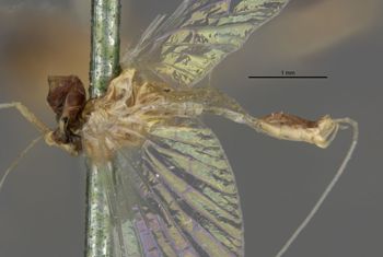 Media type: image;   Entomology 11217 Aspect: habitus lateral view